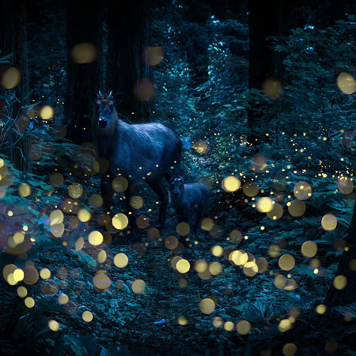 Fireflies Waltz